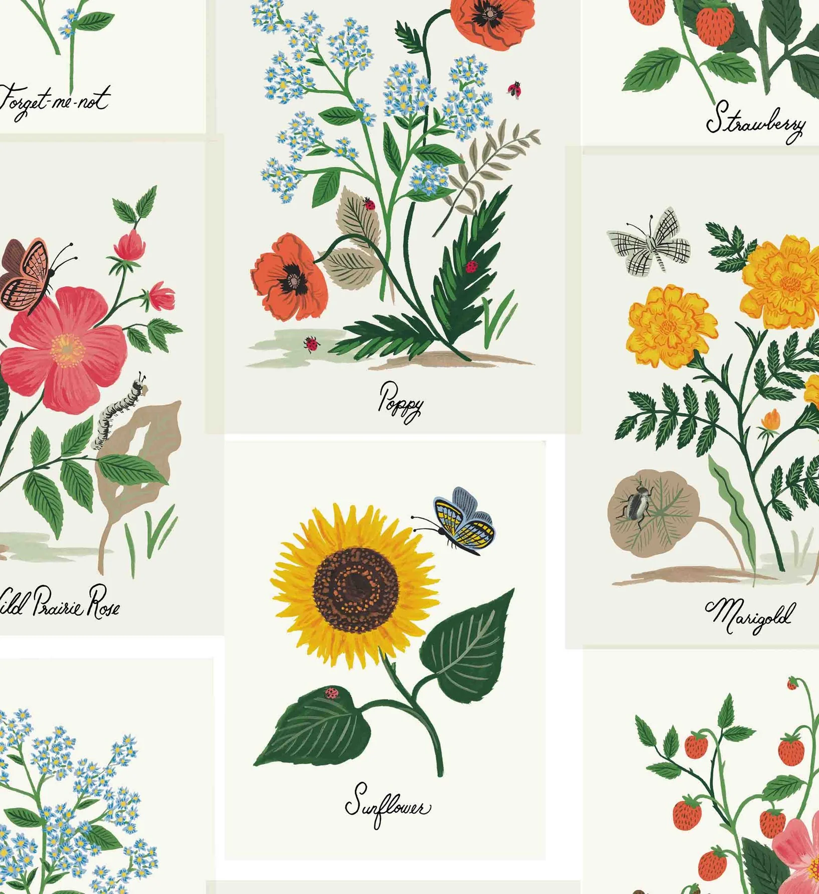 Botanical Prints Wallpaper - White - Image 2