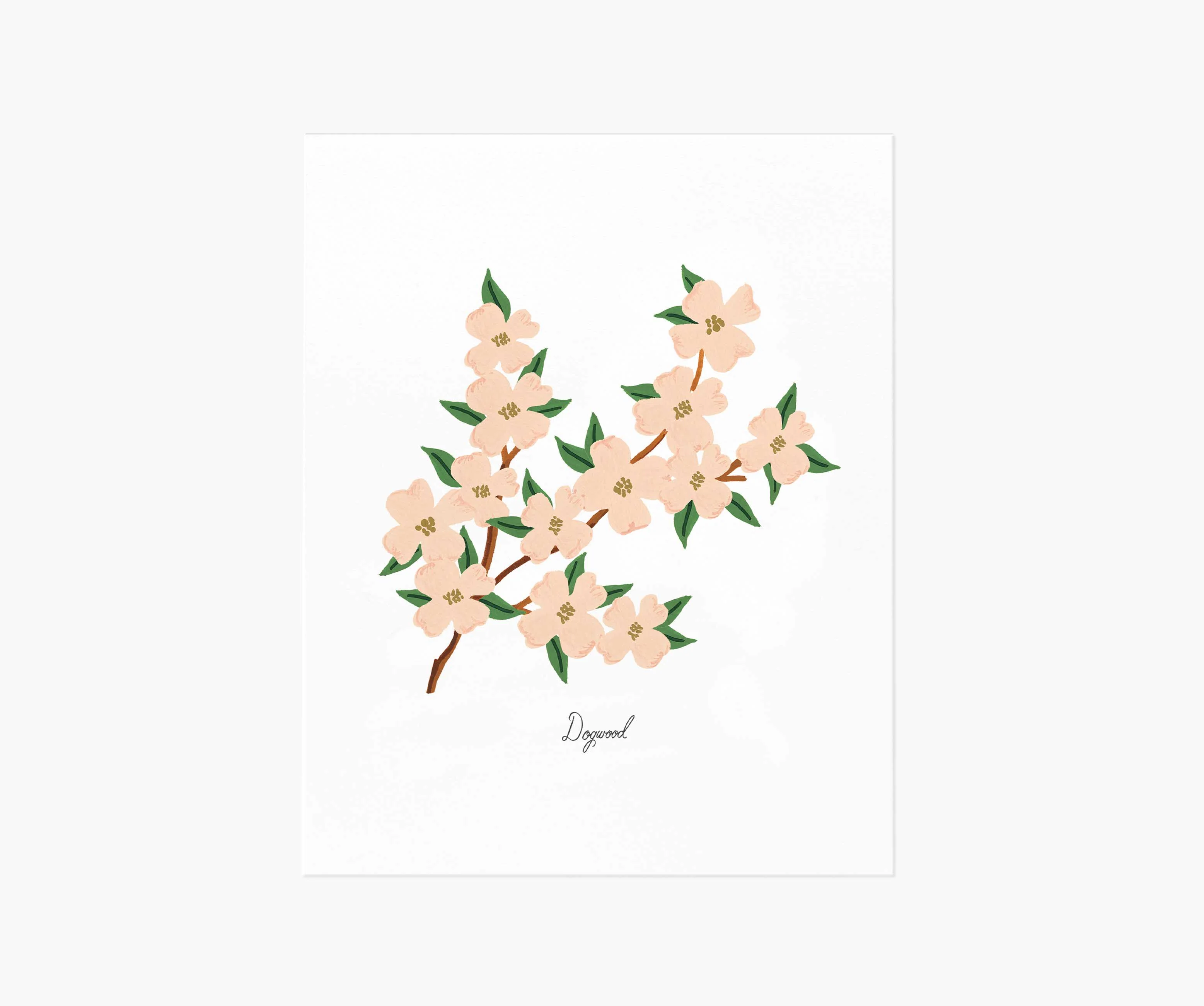 Dogwood Art Print